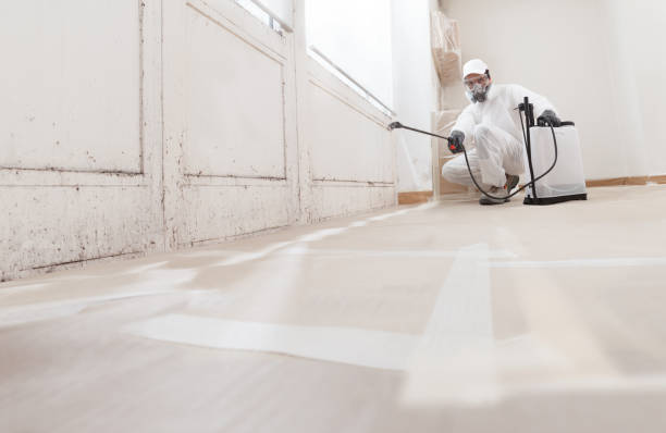 Black mold remediation team in Norwood